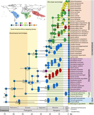 Predominantly Eastward Long-Distance Dispersal in Pantropical Ochnaceae Inferred From Ancestral Range Estimation and Phylogenomics